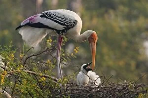 Images Dated 23rd October 2008: Painted Stork - with young at nest