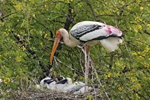 Images Dated 22nd October 2008: Painted Stork - with young at nest
