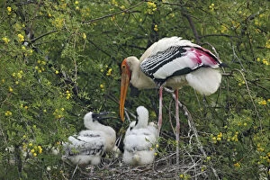 Acacia Gallery: Painted Stork & young ones,Keoladeo National
