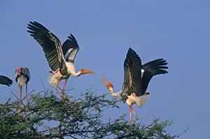 Confronation Prints: Painted Storks fighting, Keoladeo National Park, India