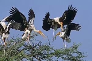 Painted Storks fighting for nesting site