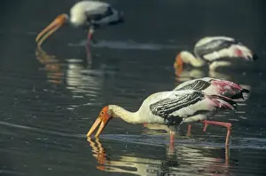 Painted Storks fishing, Keoladeo National Park, India