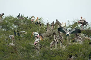 Painted storks (Mycteria leucocephala) in