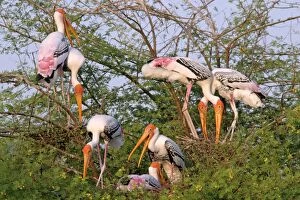 Painted Storks nesting colony