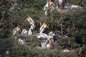 Images Dated 26th March 2006: Painted storks nesting. India