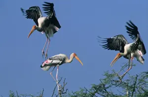 Confronation Prints: Painted Storks In trees fighting. Keoladeo National Park, India