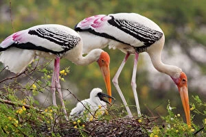 Storks Gallery: Painted Storks - with young at nest