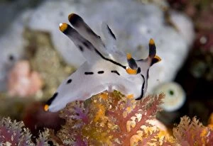 Images Dated 5th September 2007: Painted Thecacera Nudibranch