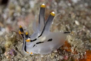 Painted Thecacera Nudibranch on black sand