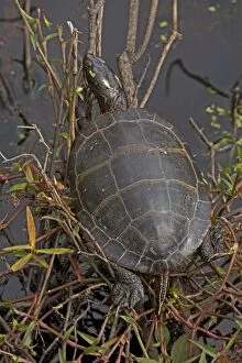 Painted Turtle basking