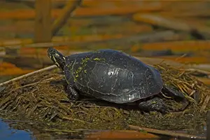 Painted Turtle - New York, USA - An aquatic turtle that freguents ponds-marshes-small lakes-ditches and streams where water is quiet or sluggish and the bottom sandy or muddy - Often seen sunning on mudbanks-logs or rocks near water - Eats aquatic