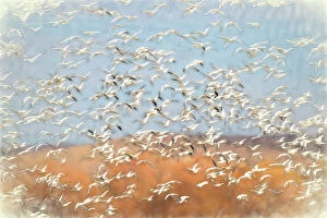 Bosque Gallery: Painting effect on snow geese flying. Bosque del