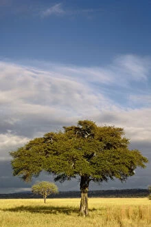 Acacia Gallery: Pair of Acacia trees in late afternoon light