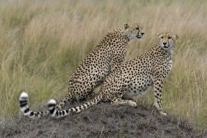 Pair of adult Cheetah brothers, Acinonyx