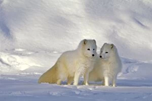 Alopex Gallery: Pair of Arctic Foxes standing together on snow