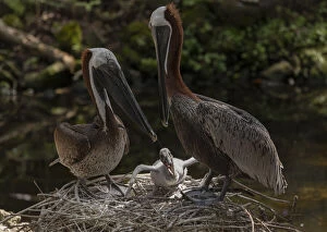 Images Dated 15th April 2019: Pair of Brown Pelicans, Pelecanus occidentalis, at the nest with young. Florida Date: 15-Apr-19