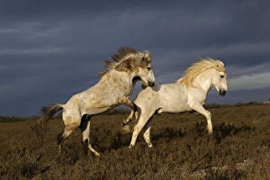 Pair of Camargue horse stallions fighting