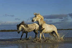Pair of Camargue stallions fighting, southern