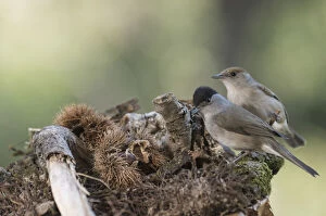 A pair of Eurasian blackcap (Sylvia atricapilla) searching food in the underbrush, Liguria, Italy Date: 08-Feb-14