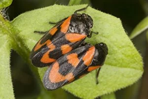 Images Dated 4th May 2007: A pair of Froghoppers (Cercopis vulnerata) on leaf. Common in UK