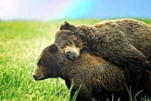 Pair of Grizzly Bears hugging in the rain