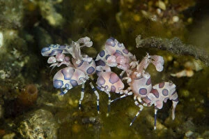 Images Dated 14th September 2020: Pair of Harlequin Shrimps - Sidem dive site, Seraya, Karangasem, Bali, Indonesia