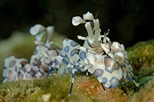 Images Dated 5th March 2014: Pair of Harlequin Shrimps Wainilu dive site, Rinca