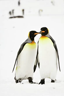 Pair of King Penguins