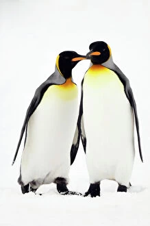 Images Dated 16th April 2007: Pair of King Penguins - South Georgia - Antarctica
