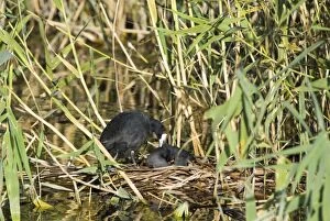 Images Dated 22nd February 2007: Pair of Red-knobbed Coots courting on nest. Inhabits dams, freshwater pans and lakes
