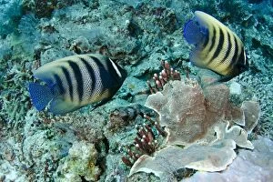 Images Dated 10th July 2014: Pair of Six-banded Angelfish Fish Bowl dive site