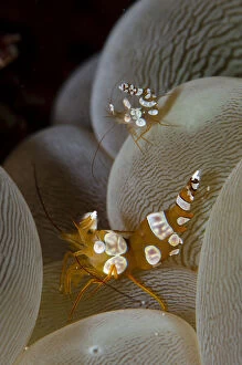 Anthozoa Gallery: Pair of Squat Shrimps on Bubble Coral (Plerogyra)