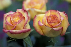 Images Dated 20th February 2004: Pair of yellow and orange roses