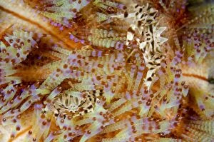 Asthenosoma Gallery: Pair of Zebra Urchin Crabs on Fire Urchin (Asthenosoma)