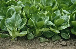 Pak Choi