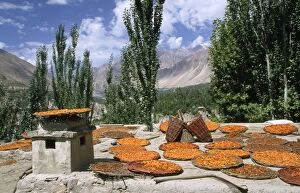 Images Dated 12th November 2008: Pakistan - apricots drying in Altit Village Karimabad, Pakistan