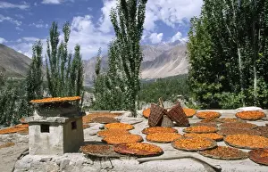 Villages Prints: Pakistan - apricots drying in Altit Village Karimabad, Pakistan