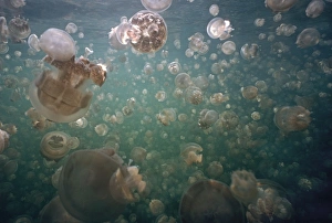 Images Dated 9th December 2004: Palau Jellyfish - Jellyfish lake in the hills of Palau is home to millions of freshwater jellyfish