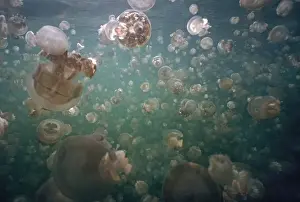 Jellyfish Prints: Palau Jellyfish - Jellyfish lake in the hills of Palau is home to millions of freshwater jellyfish they follow the sun