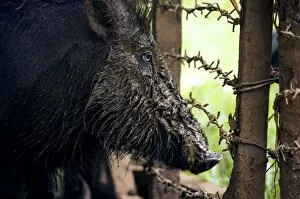 Images Dated 23rd January 2008: Palawan Bearded Pig - young caught in the wild and kept in an enclosure in a private household in