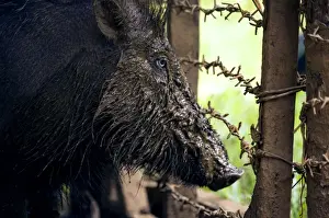 Palawan Prints: Palawan Bearded Pig - young caught in the wild