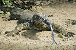 Palawan Monitor Lizard - rests on a path with its tongue outstretched (the tongue has a highly developed olfactory sense) to smell a visitor - A former subspecies of Varanus salvator now considered as a part of same-name complex of