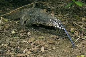 Palawan Monitor Lizard - searches for food along a public path with its tongue outstretched