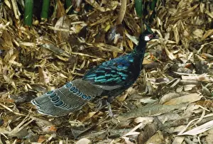 Palawan Peacock Pheasant Palawan Island, Philippines