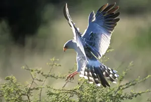 Pale Chanting Goshawk - alighting on tree Nambia, Africa