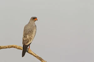 Bird Of Prey Gallery: Pale-chanting Goshawk - Kalahari Desert, Kgalagadi