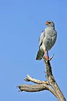 Goshawks Prints: Pale Chanting Goshawk sitting on dead tree Etosha National Park, Namibia, Africa