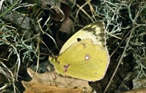 Images Dated 9th July 2007: Pale Clouded Yellow Butterfly France
