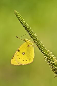 Images Dated 27th June 2008: Pale clouded yellow - Underside, resting on flower spike
