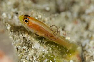 Pale Dwarfgoby with parasite with egg cases California